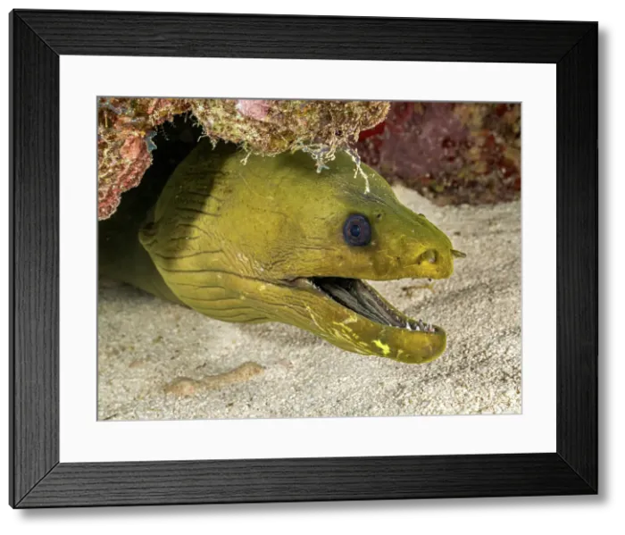 Framed Print : Green Moray Eel (Gymnothorax funebris), Grand Cayman, Cayman Islands, British West Indies