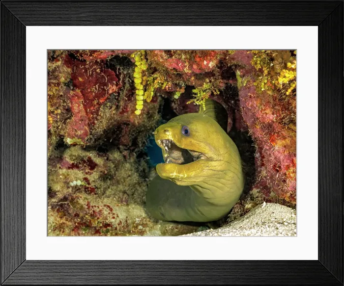 Framed Print : Green Moray Eel (Gymnothorax funebris), Grand Cayman, Cayman Islands, British West Indies Framed Print : Green Moray Eel (Gymnothorax funebris), Grand Cayman, Cayman Islands, British West Indies