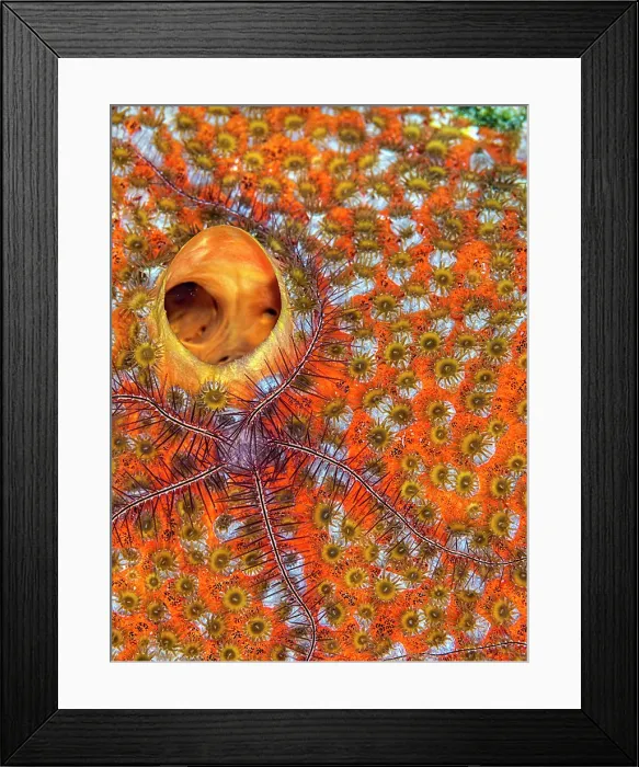 Framed Print : Red Boring Sponge (Cliona delitrix) with small Brittle Starfish, Grand Cayman, Cayman Islands, British West Indies Framed Print : Red Boring Sponge (Cliona delitrix) with small Brittle Starfish, Grand Cayman, Cayman Islands, British West Indies