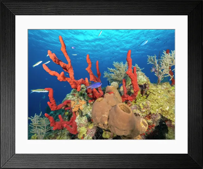 Framed Print : Tubulate Sponge (Agelas tubulata) and Erect Rope Sponge (Amphimedon compressa), Grand Cayman, Cayman Islands, British West Indies Framed Print : Tubulate Sponge (Agelas tubulata) and Erect Rope Sponge (Amphimedon compressa), Grand Cayman, Cayman Islands, British West Indies