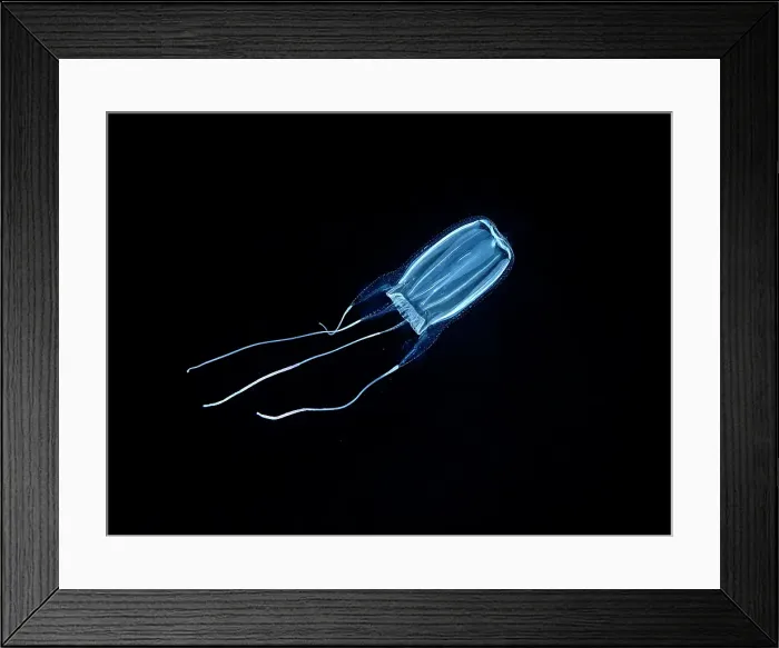 Framed Print : Box Jellyfish on a black water dive in Grand Cayman, Cayman Islands, British West Indies Framed Print : Box Jellyfish on a black water dive in Grand Cayman, Cayman Islands, British West Indies