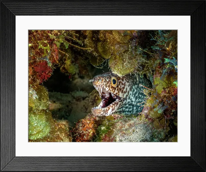 Framed Print : Spotted Moray Eel (Gymnothorax moringa), Grand Cayman, Cayman Islands, British West Indies Framed Print : Spotted Moray Eel (Gymnothorax moringa), Grand Cayman, Cayman Islands, British West Indies