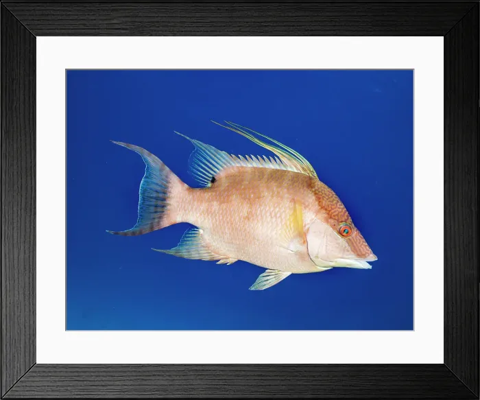 Framed Print : Hogfish (Lachnolaimus maximus) initial phase, Grand Cayman, Cayman Islands, British West Indies Framed Print : Hogfish (Lachnolaimus maximus) initial phase, Grand Cayman, Cayman Islands, British West Indies