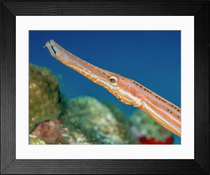 Framed Print : Trumpetfish (Aulostomus maculatus), Grand Cayman, Cayman Islands, British West Indies Framed Print : Trumpetfish (Aulostomus maculatus), Grand Cayman, Cayman Islands, British West Indies