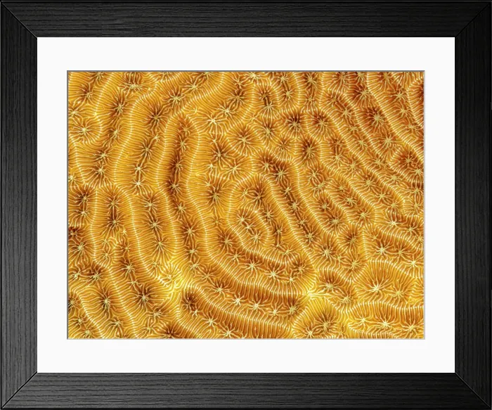 Framed Print : Low Relief Lettuce Coral (Agaricia humilis), Grand Cayman, Cayman Islands, British West Indies Framed Print : Low Relief Lettuce Coral (Agaricia humilis), Grand Cayman, Cayman Islands, British West Indies