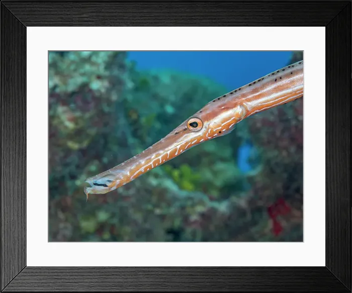 Framed Print : Trumpetfish (Aulostomus maculatus), Grand Cayman, Cayman Islands, British West Indies Framed Print : Trumpetfish (Aulostomus maculatus), Grand Cayman, Cayman Islands, British West Indies