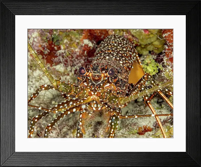 Framed Print : Spotted Spiny Lobster (Panulirus guttatus), Grand Cayman, Cayman Islands, British West Indies Framed Print : Spotted Spiny Lobster (Panulirus guttatus), Grand Cayman, Cayman Islands, British West Indies