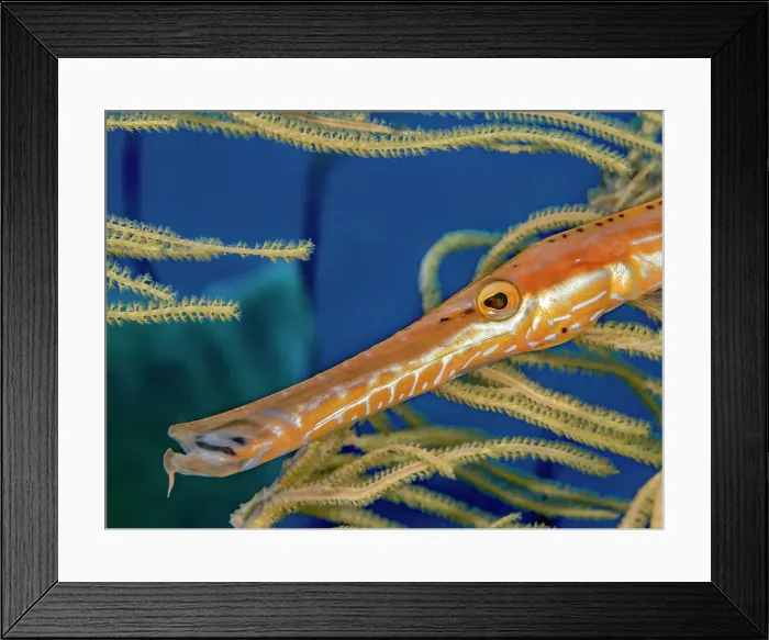 Framed Print : Trumpetfish (Aulostomus maculatus), Grand Cayman, Cayman Islands, British West Indies
