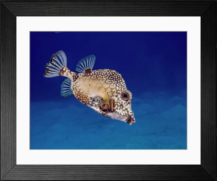 Framed Print : Smooth Trunkfish (Lactophrys triqueter), Grand Cayman, Cayman Islands, British West Indies Framed Print : Smooth Trunkfish (Lactophrys triqueter), Grand Cayman, Cayman Islands, British West Indies