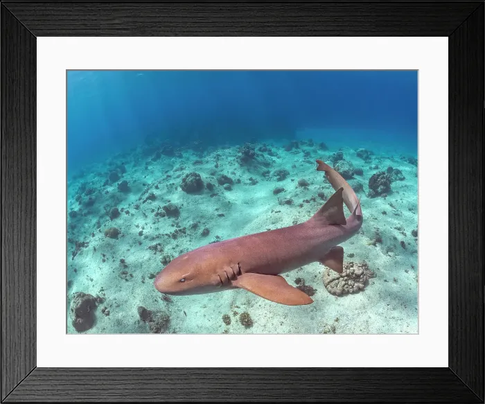 Framed Print : Nurse Shark (Ginglymostoma cirratum), Grand Cayman, Cayman Islands, British West Indies Framed Print : Nurse Shark (Ginglymostoma cirratum), Grand Cayman, Cayman Islands, British West Indies