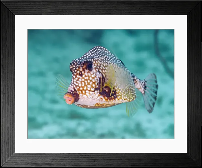 Framed Print : Smooth Trunkfish (Lactophrys triqueter), Grand Cayman, Cayman Islands, British West Indies Framed Print : Smooth Trunkfish (Lactophrys triqueter), Grand Cayman, Cayman Islands, British West Indies