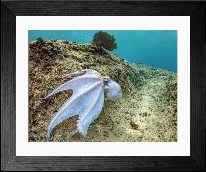 Framed Print : Common Octopus (Octopus vulgaris), Grand Cayman, Cayman Islands, British West Indies