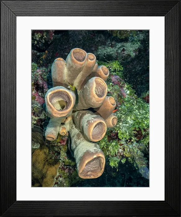 Framed Print : Tubulate Sponge (Agelas tubulata), Grand Cayman, Cayman Islands, British West Indies