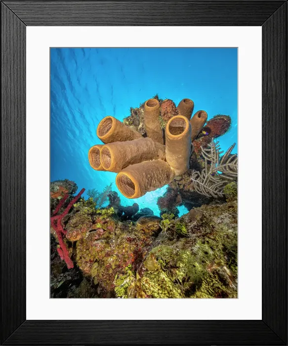Framed Print : Tubulate Sponge (Agelas tubulata), Grand Cayman, Cayman Islands, British West Indies Framed Print : Tubulate Sponge (Agelas tubulata), Grand Cayman, Cayman Islands, British West Indies