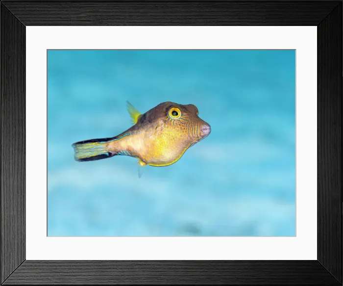 Framed Print : Sharpnose Puffer (Canthigaster rostrata), Grand Cayman, Cayman Islands, British West Indies Framed Print : Sharpnose Puffer (Canthigaster rostrata), Grand Cayman, Cayman Islands, British West Indies