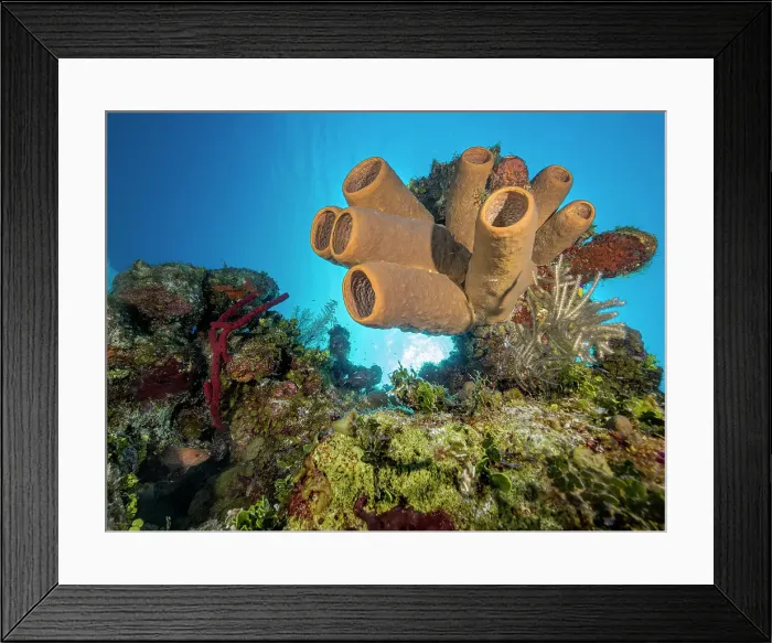 Framed Print : Tubulate Sponge (Agelas tubulata), Grand Cayman, Cayman Islands, British West Indies Framed Print : Tubulate Sponge (Agelas tubulata), Grand Cayman, Cayman Islands, British West Indies