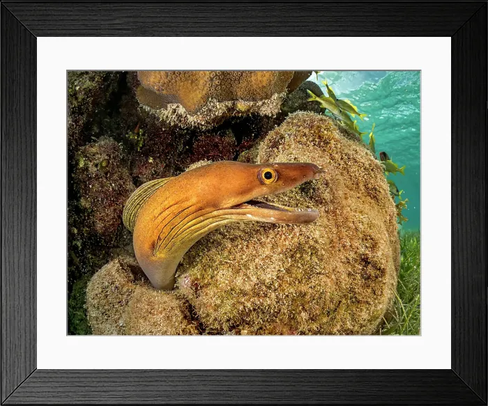 Framed Print : Purplemouth Moray Eel (Gymnothorax vicinus), Grand Cayman, Cayman Islands, British West Indies Framed Print : Purplemouth Moray Eel (Gymnothorax vicinus), Grand Cayman, Cayman Islands, British West Indies