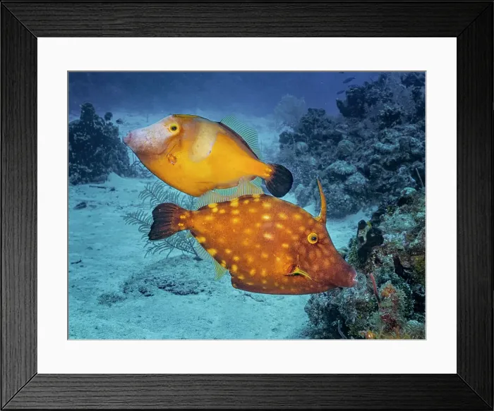 Framed Print : Whitespotted Filefish (Cantherhines macrocerus), Grand Cayman, Cayman Islands, British West Indies Framed Print : Whitespotted Filefish (Cantherhines macrocerus), Grand Cayman, Cayman Islands, British West Indies