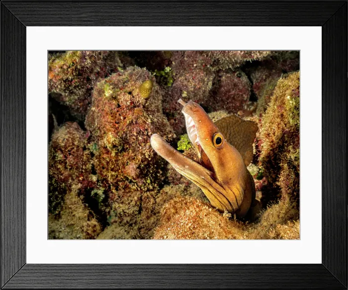 Framed Print : Purplemouth Moray Eel (Gymnothorax vicinus), Grand Cayman, Cayman Islands, British West Indies Framed Print : Purplemouth Moray Eel (Gymnothorax vicinus), Grand Cayman, Cayman Islands, British West Indies