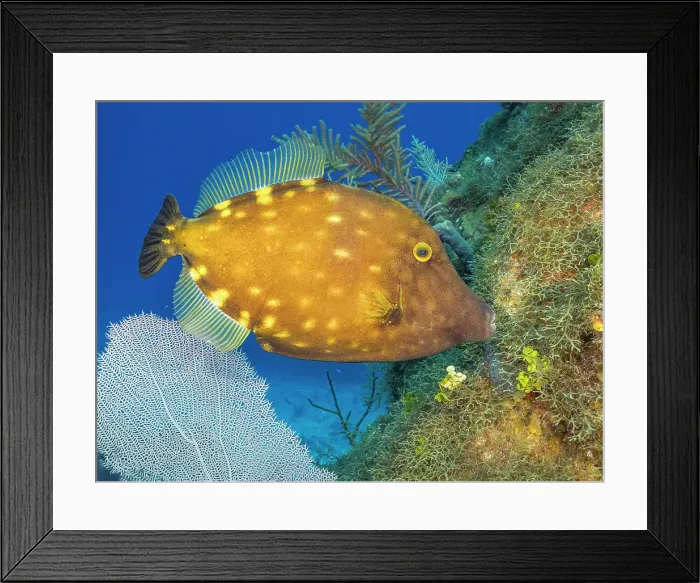 Framed Print : Whitespotted Filefish (Cantherhines macrocerus), Grand Cayman, Cayman Islands, British West Indies Framed Print : Whitespotted Filefish (Cantherhines macrocerus), Grand Cayman, Cayman Islands, British West Indies