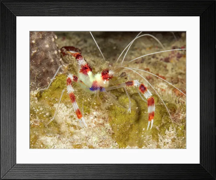 Framed Print : Banded Coral Shrimp (Stenopus hispidus), Grand Cayman, Cayman Islands, British West Indies Framed Print : Banded Coral Shrimp (Stenopus hispidus), Grand Cayman, Cayman Islands, British West Indies