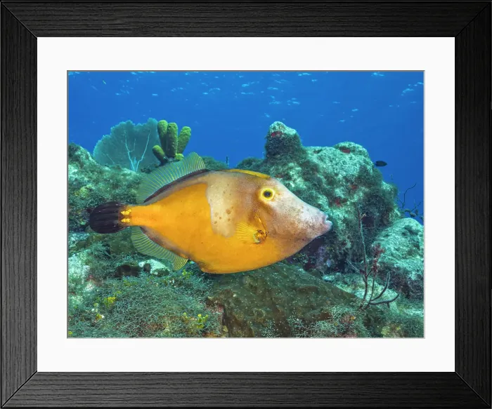 Framed Print : Whitespotted Filefish (Cantherhines macrocerus), Grand Cayman, Cayman Islands, British West Indies Framed Print : Whitespotted Filefish (Cantherhines macrocerus), Grand Cayman, Cayman Islands, British West Indies