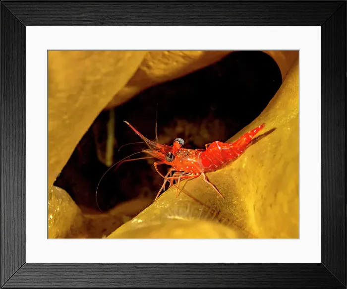 Framed Print : Red Night Shrimp (Cinetorhynchus manningi), Grand Cayman, Cayman Islands, British West Indies Framed Print : Red Night Shrimp (Cinetorhynchus manningi), Grand Cayman, Cayman Islands, British West Indies