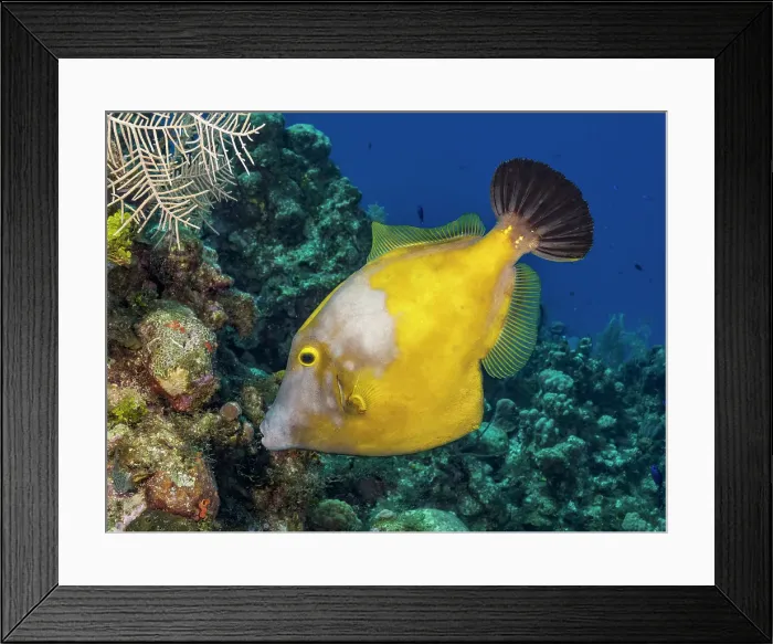 Framed Print : Whitespotted Filefish (Cantherhines macrocerus), Grand Cayman, Cayman Islands, British West Indies Framed Print : Whitespotted Filefish (Cantherhines macrocerus), Grand Cayman, Cayman Islands, British West Indies