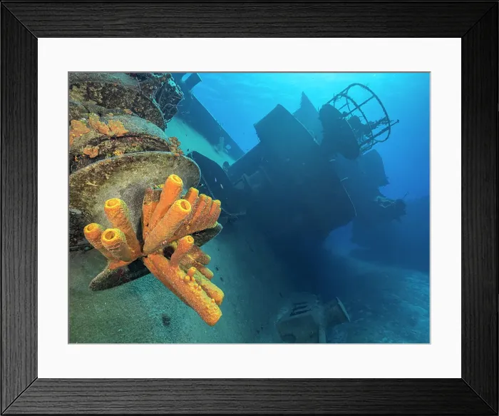 Framed Print : Yellow Tube Sponge (Aplysina fistularis) on the USS Kittiwake, Grand Cayman, Cayman Islands, British West Indies Framed Print : Yellow Tube Sponge (Aplysina fistularis) on the USS Kittiwake, Grand Cayman, Cayman Islands, British West Indies