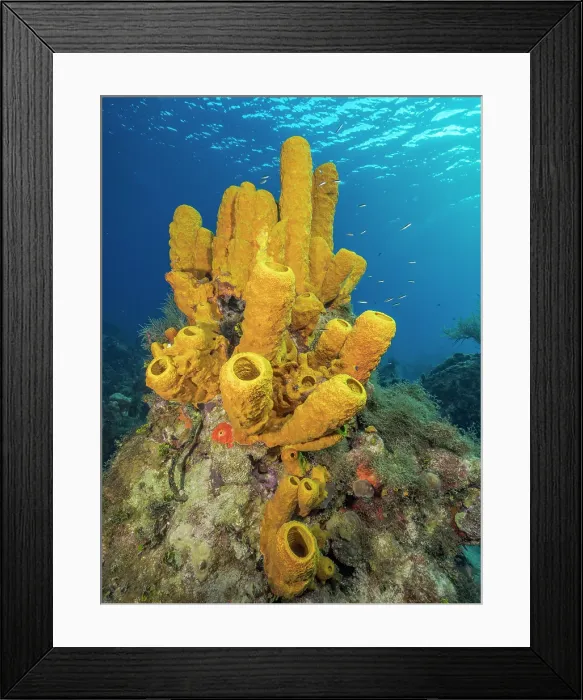 Framed Print : Yellow Tube Sponge (Aplysina fistularis), Grand Cayman, Cayman Islands, British West Indies Framed Print : Yellow Tube Sponge (Aplysina fistularis), Grand Cayman, Cayman Islands, British West Indies