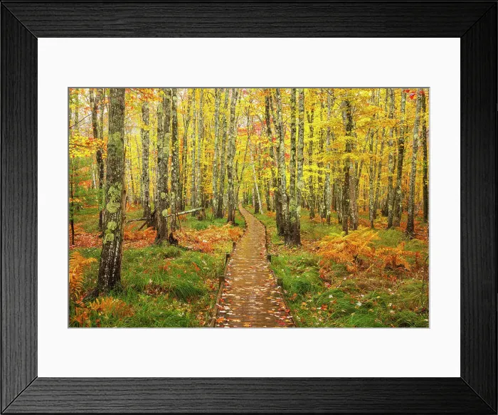 Framed Print : Path through beautiful woodland in autumn on Mount Desert Island, Acadia National Park, Bar Harbor, Maine, United States