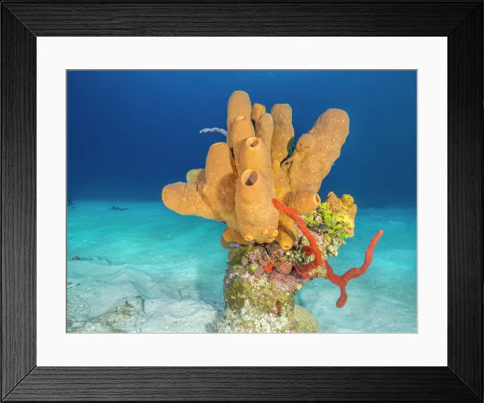 Framed Print : Tubulate Sponge (Agelas tubulata), Grand Cayman, Cayman Islands, British West Indies Framed Print : Tubulate Sponge (Agelas tubulata), Grand Cayman, Cayman Islands, British West Indies