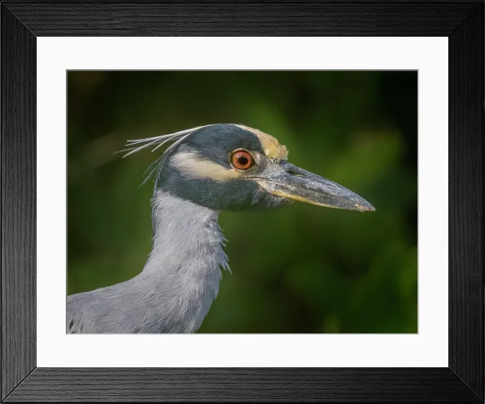 Framed Print : Yellow-crowned Night Heron (Nyctanassa violacea), Grand Cayman, Cayman Islands, British West Indies Framed Print : Yellow-crowned Night Heron (Nyctanassa violacea), Grand Cayman, Cayman Islands, British West Indies