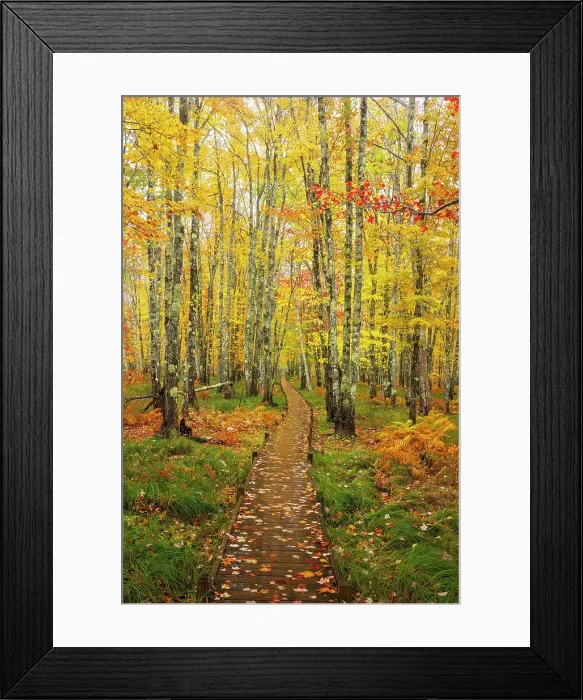Framed Print : Path through beautiful woodland in autumn on Mount Desert Island, Acadia National Park, Bar Harbor, Maine, United States Framed Print : Path through beautiful woodland in autumn on Mount Desert Island, Acadia National Park, Bar Harbor, Maine, United States