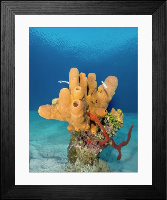 Framed Print : Tubulate Sponge (Agelas tubulata), Grand Cayman, Cayman Islands, British West Indies Framed Print : Tubulate Sponge (Agelas tubulata), Grand Cayman, Cayman Islands, British West Indies