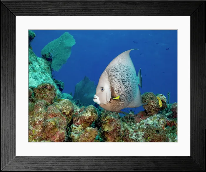 Framed Print : Gray Angelfish (Pomacanthus arcuatus), Grand Cayman, Cayman Islands, British West Indies Framed Print : Gray Angelfish (Pomacanthus arcuatus), Grand Cayman, Cayman Islands, British West Indies