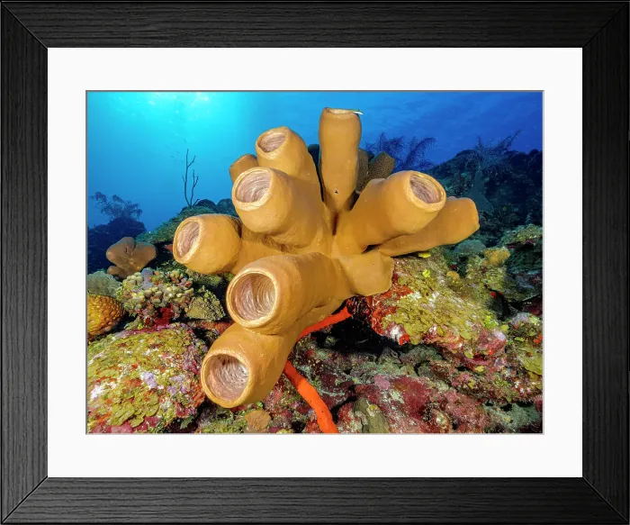 Framed Print : Tubulate Sponge (Agelas tubulata), Grand Cayman, Cayman Islands, British West Indies Framed Print : Tubulate Sponge (Agelas tubulata), Grand Cayman, Cayman Islands, British West Indies