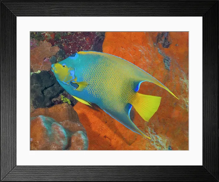 Framed Print : Queen Angelfish (Holacanthus ciliaris), Grand Cayman, Cayman Islands, British West Indies Framed Print : Queen Angelfish (Holacanthus ciliaris), Grand Cayman, Cayman Islands, British West Indies