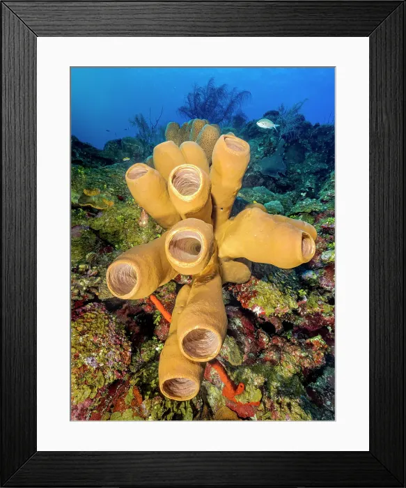 Framed Print : Tubulate Sponge (Agelas tubulata), Grand Cayman, Cayman Islands, British West Indies Framed Print : Tubulate Sponge (Agelas tubulata), Grand Cayman, Cayman Islands, British West Indies