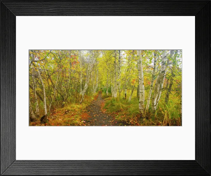 Framed Print : Path through beautiful woodland in autumn on Mount Desert Island, Acadia National Park, Bar Harbor, Maine, United States Framed Print : Path through beautiful woodland in autumn on Mount Desert Island, Acadia National Park, Bar Harbor, Maine, United States
