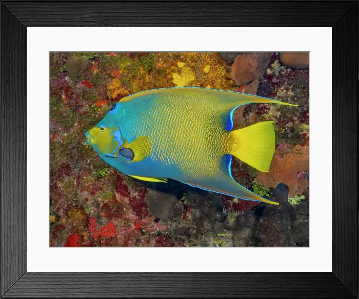 Framed Print : Queen Angelfish (Holacanthus ciliaris), Grand Cayman, Cayman Islands, British West Indies Framed Print : Queen Angelfish (Holacanthus ciliaris), Grand Cayman, Cayman Islands, British West Indies