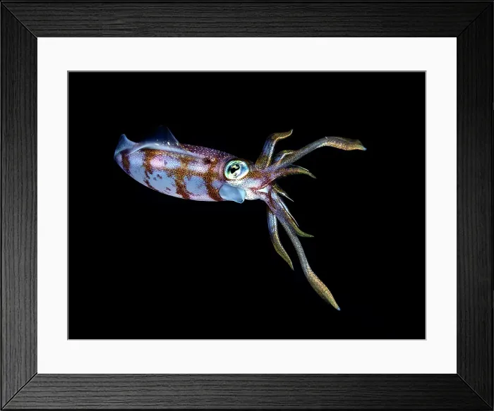 Framed Print : Caribbean Reef Squid (Sepioteuthis sepioidea), Grand Cayman, Cayman Islands, British West Indies Framed Print : Caribbean Reef Squid (Sepioteuthis sepioidea), Grand Cayman, Cayman Islands, British West Indies