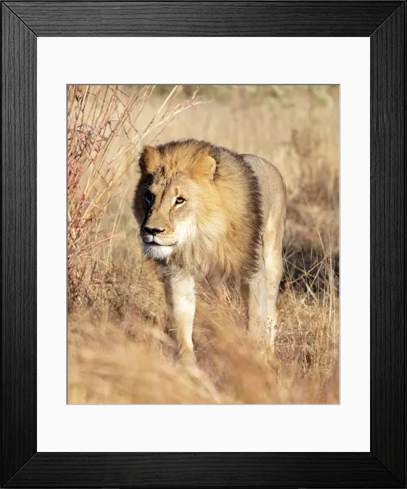 Framed Print : Lion male, Okonjima Nature Reserve, Namibia