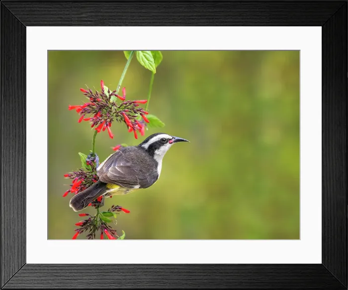 Framed Print : Bananaquit (Coereba flaveola), Grand Cayman, Cayman Islands, British West Indies