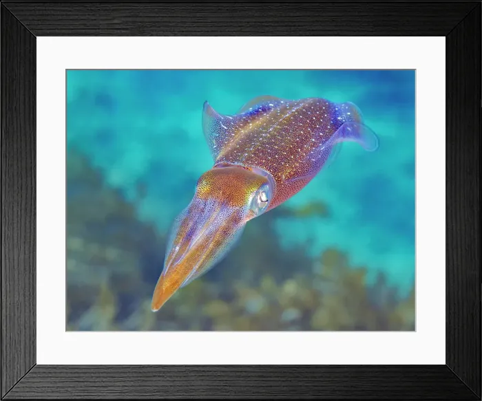 Framed Print : Caribbean Reef Squid (Sepioteuthis sepioidea), Grand Cayman, Cayman Islands, British West indies Framed Print : Caribbean Reef Squid (Sepioteuthis sepioidea), Grand Cayman, Cayman Islands, British West indies