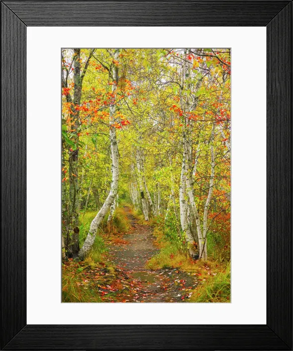 Framed Print : Path through beautiful woodland in autumn on Mount Desert Island, Acadia National Park, Bar Harbor, Maine, United States Framed Print : Path through beautiful woodland in autumn on Mount Desert Island, Acadia National Park, Bar Harbor, Maine, United States