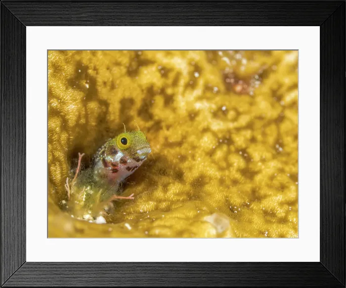 Framed Print : Secretary Blenny (Acanthemblemaria maria), Grand Cayman, Cayman Islands, British West Indies