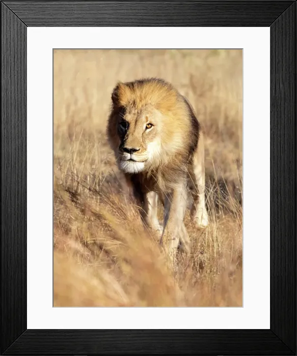 Framed Print : Lion male, Okonjima Nature Reserve, Namibia