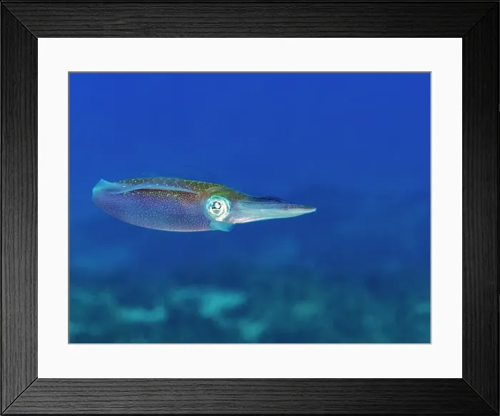 Framed Print : Caribbean Reef Squid (Sepioteuthis sepioidea), Grand Cayman, Cayman Islands, British West indies Framed Print : Caribbean Reef Squid (Sepioteuthis sepioidea), Grand Cayman, Cayman Islands, British West indies