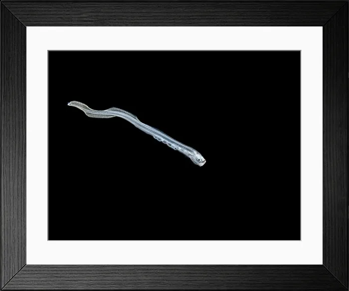 Framed Print : Brotula larvae photographed during a black water dive on Grand Cayman, Cayman Islands, British West Indies Framed Print : Brotula larvae photographed during a black water dive on Grand Cayman, Cayman Islands, British West Indies